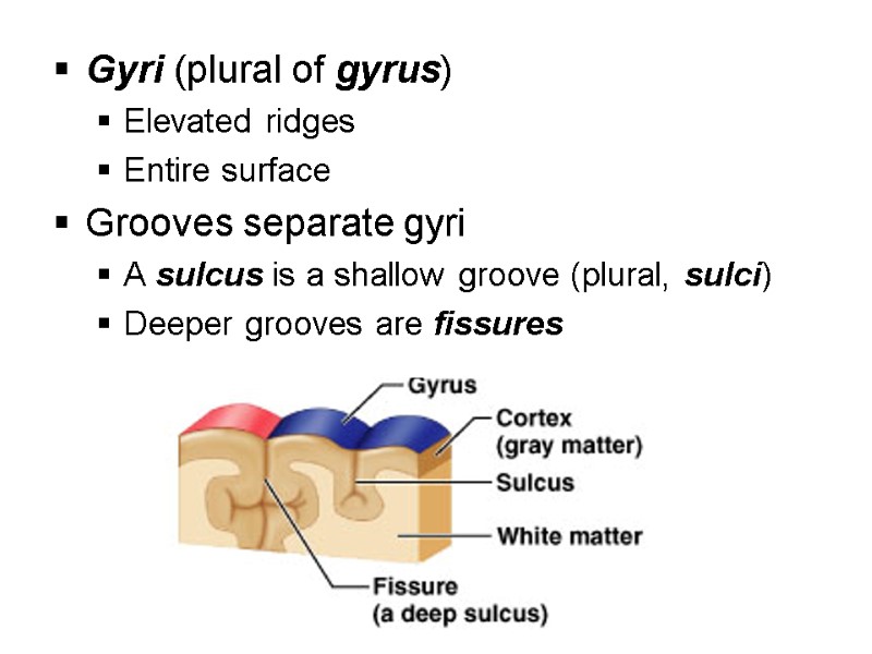 Gyri (plural of gyrus) Elevated ridges Entire surface Grooves separate gyri A sulcus is